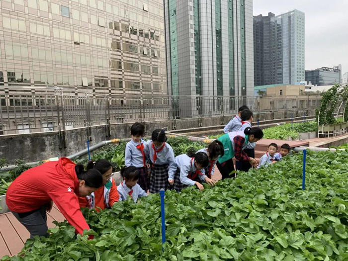 越秀区回民小学师生在天台农场进行劳作.jpg